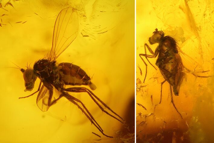 Fossil Flies (Diptera) and Several Mites (Acari) in Baltic Amber #142212